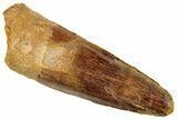 Fossil Spinosaurus Tooth - Real Dinosaur Tooth #296883-1